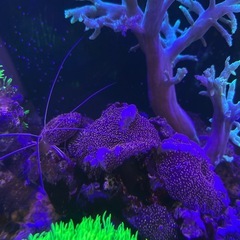 サンゴ　海水魚　ライブロックの画像