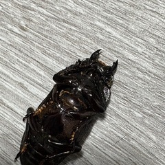 ◆即日対応◆オオクワガタ♀◆39mm◆の画像