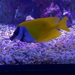 海水魚セットの画像