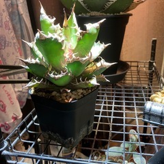 【コレクション株】アガベ　赤猫⑦の画像