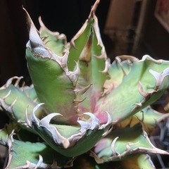 【コレクション株】アガベ　赤猫⑦の画像