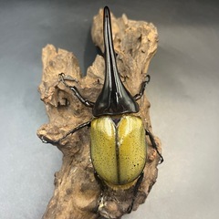 【新成虫】DHヘラクレス♂136mm ※送料事前連絡にて変更可 ※直接受け渡しに変更可の画像