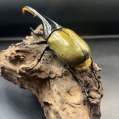 【新成虫】DHヘラクレス♂136mm ※送料事前連絡にて変更可 ※直接受け渡しに変更可の画像