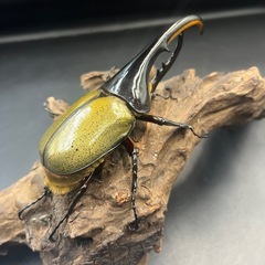 【新成虫】DHヘラクレス♂136mm ※送料事前連絡にて変更可 ※直接受け渡しに変更可の画像