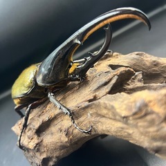 【新成虫】DHヘラクレス♂136mm ※送料事前連絡にて変更可 ※直接受け渡しに変更可の画像