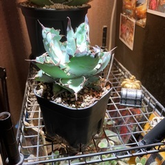 【特選株】　アガベ　ブラック＆ブルーの画像