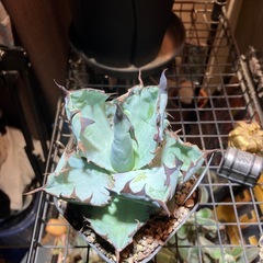 【特選株】　アガベ　ブラック＆ブルーの画像