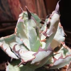 【特選株】　アガベ　ブラック＆ブルーの画像