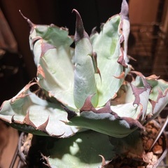 【特選株】　アガベ　ブラック＆ブルーの画像