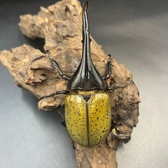 【新成虫】DHヘラクレス♂137mm ※送料事前連絡にて変更可 ※直接受け渡しに変更可の画像