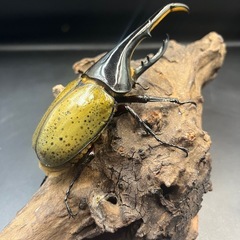 【新成虫】DHヘラクレス♂137mm ※送料事前連絡にて変更可 ※直接受け渡しに変更可の画像