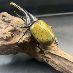 【新成虫】DHヘラクレス♂137mm ※送料事前連絡にて変更可 ※直接受け渡しに変更可の画像