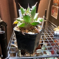 【年末SALE】アガベ　赤猫⑧の画像