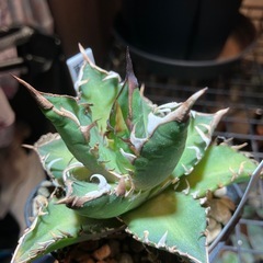 【年末SALE】アガベ　赤猫⑧の画像