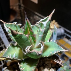 【年末SALE】アガベ　赤猫⑧の画像