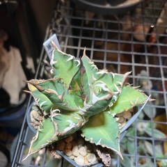 【年末SALE】アガベ　赤猫⑧の画像