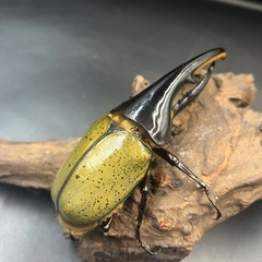 【新成虫】DHヘラクレス♂143mm ※送料事前連絡にて変更可 ※直接受け渡しに変更可の画像
