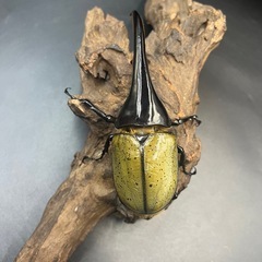 【新成虫】DHヘラクレス♂143mm ※送料事前連絡にて変更可 ※直接受け渡しに変更可の画像