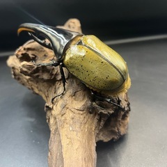 【新成虫】DHヘラクレス♂143mm ※送料事前連絡にて変更可 ※直接受け渡しに変更可の画像