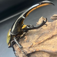 【新成虫】DHヘラクレス♂143mm ※送料事前連絡にて変更可 ※直接受け渡しに変更可の画像