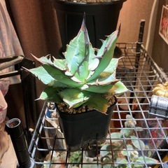 【特選株】アガベ　チタノタ　ブルーの画像