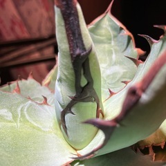 【特選株】アガベ　チタノタ　ブルーの画像