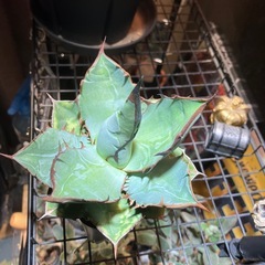 【特選株】アガベ　チタノタ　ブルーの画像