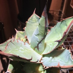 【特選株】アガベ　チタノタ　ブルーの画像