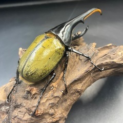 【新成虫】DHヘラクレス♂147mm ※送料事前連絡にて変更可 ※直接受け渡しに変更可の画像