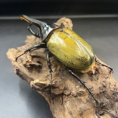 【新成虫】DHヘラクレス♂147mm ※送料事前連絡にて変更可 ※直接受け渡しに変更可の画像