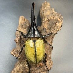 【新成虫】DHヘラクレス♂147mm ※送料事前連絡にて変更可 ※直接受け渡しに変更可の画像