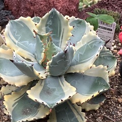 【特選子株】アガベ　王妃兜蟹錦　子株の画像