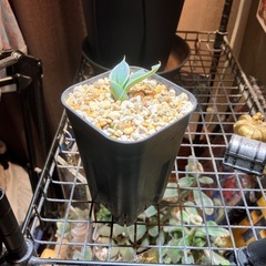 【特選子株】アガベ　王妃兜蟹錦　子株の画像