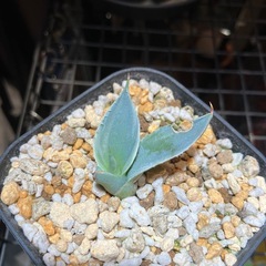 【特選子株】アガベ　王妃兜蟹錦　子株の画像