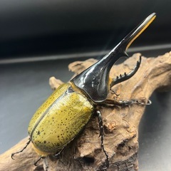 【新成虫】DHヘラクレス♂148mm ※送料事前連絡にて変更可 ※直接受け渡しに変更可の画像