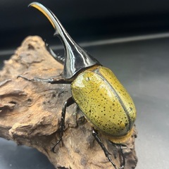 【新成虫】DHヘラクレス♂148mm ※送料事前連絡にて変更可 ※直接受け渡しに変更可の画像
