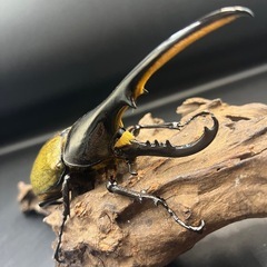 【新成虫】DHヘラクレス♂148mm ※送料事前連絡にて変更可 ※直接受け渡しに変更可の画像