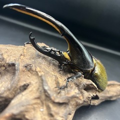 【新成虫】DHヘラクレス♂150mm ※送料事前連絡にて変更可 ※直接受け渡しに変更可の画像
