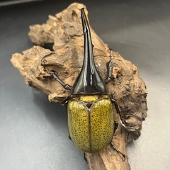 【新成虫】DHヘラクレス♂150mm ※送料事前連絡にて変更可 ※直接受け渡しに変更可の画像