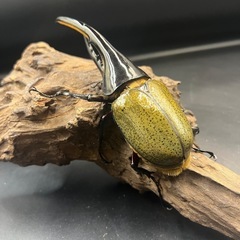 【新成虫】DHヘラクレス♂150mm ※送料事前連絡にて変更可 ※直接受け渡しに変更可の画像