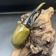 【新成虫】DHヘラクレス♂150mm ※送料事前連絡にて変更可 ※直接受け渡しに変更可の画像