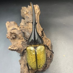 【新成虫】DHヘラクレス♂148mm ※送料事前連絡にて変更可 ※直接受け渡しに変更可の画像