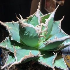 【特選株】　アガベ　海王の画像