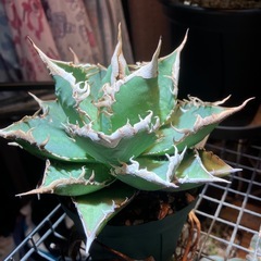 【特選株】　アガベ　海王の画像