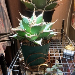 【特選株】　アガベ　海王の画像