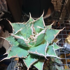 【特選株】　アガベ　海王の画像