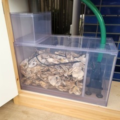 【レア美品】特注77×30×36cmオールガラスオーバーフロー水槽(水槽台&濾過槽&牡蠣殻ろ材付き) の画像