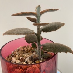 カランコエカランコエ ベハレンシス 仙女の舞 多肉植物 の画像