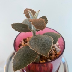 カランコエカランコエ ベハレンシス 仙女の舞 多肉植物 の画像