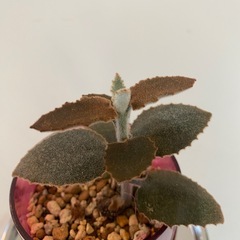 カランコエカランコエ ベハレンシス 仙女の舞 多肉植物 の画像